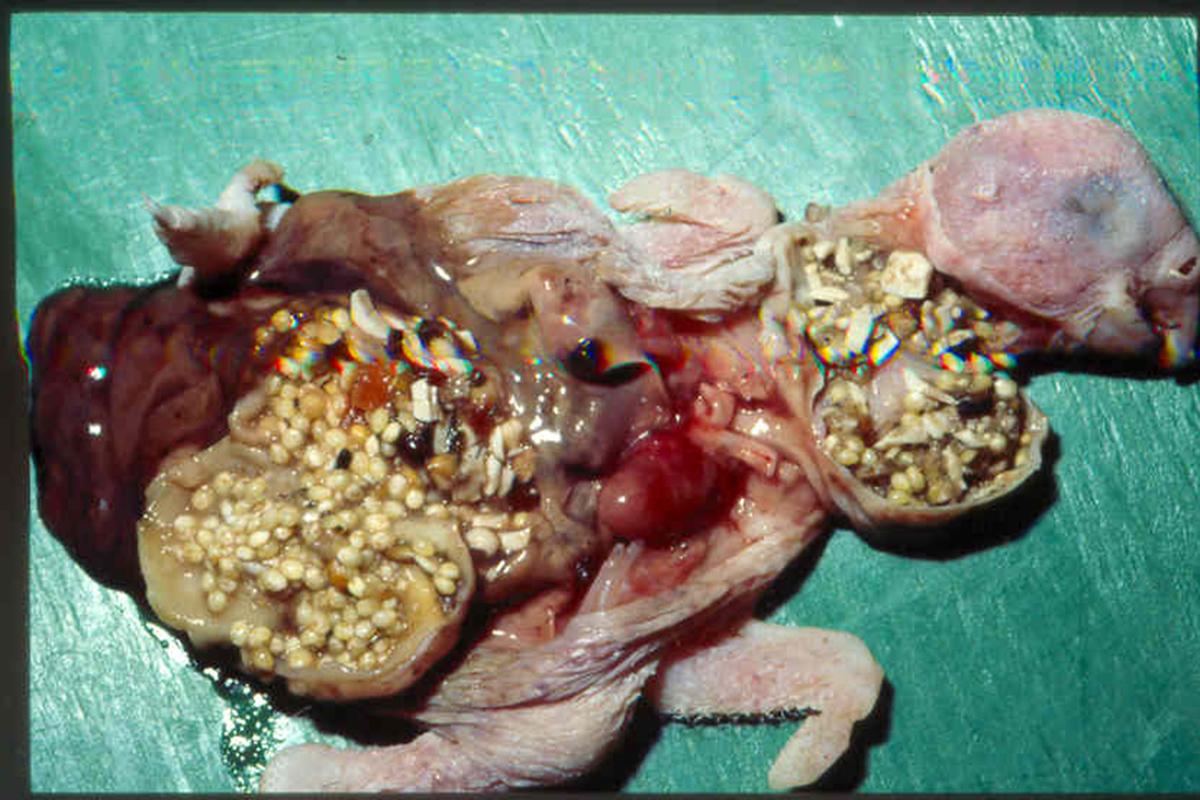 baby-inka-kakatoe-zaadobstr