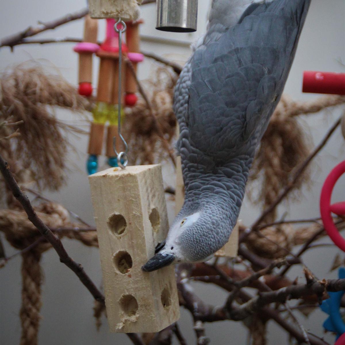 Laat je papegaai of parkiet voor zijn voedsel werken!